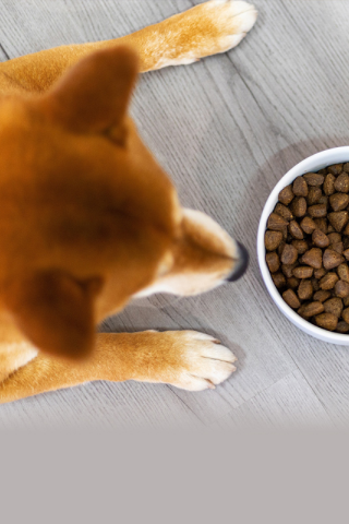 В России впервые появился корм для животных на основе энтопротеина