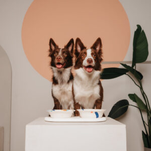 Подставка под миску COSMOPET х MIIOO двойная