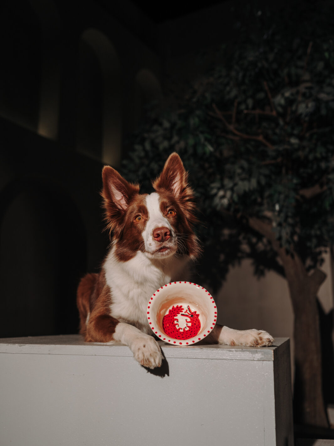 Миска COSMOPET х КРАСНОЛЕСЬЕ, «Волк», 350мл