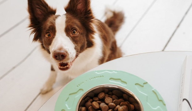 Как пробиотики продлевают жизнь собаке — и в каком корме их искать