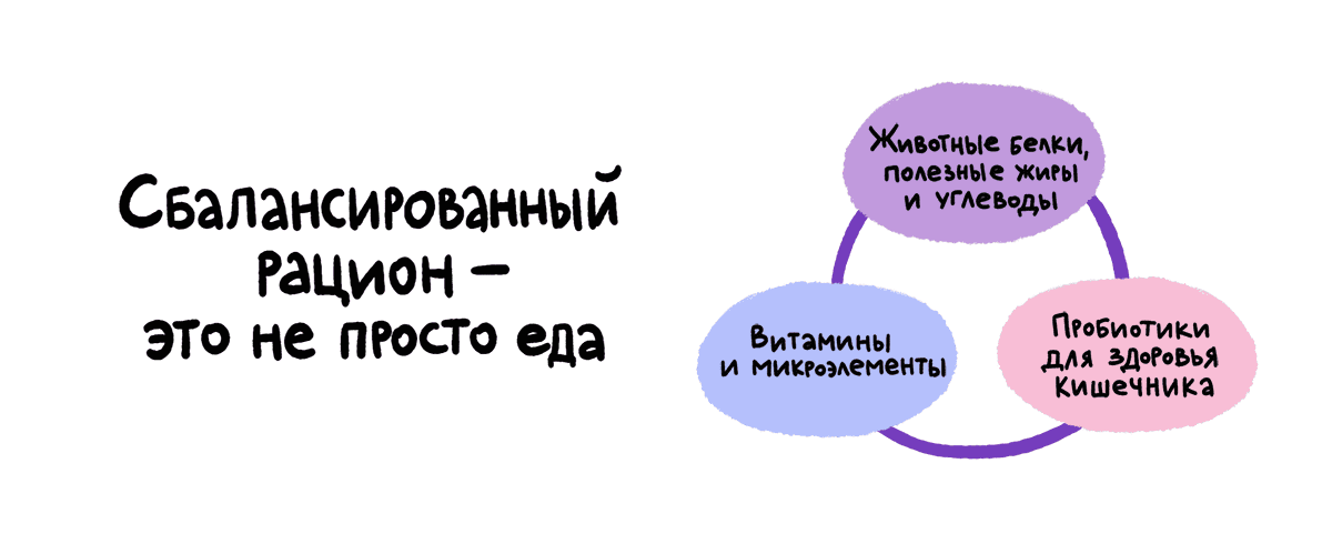 Как не подвести питомца при смене рациона 487