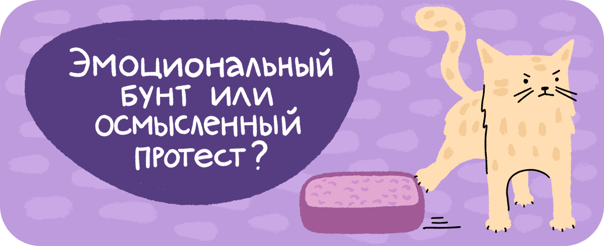 Эмоциональный бунт или осмысленный протест? Почему кошки игнорируют лоток