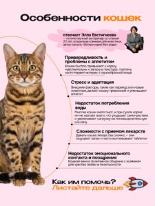 Что такое холистик-корм для собак и как выбрать лучший