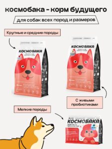 Питомцы и правила игры: где собакам вольготно, а кошкам — священно