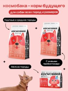 Корм и климат: невидимая сторона заботы о питомцах