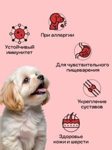Аллергия на корм у кошек: как распознать и что делать?