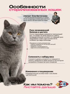 Корм сухой «Cosmocat» для стерилизованных кошек с ягненком 5 кг