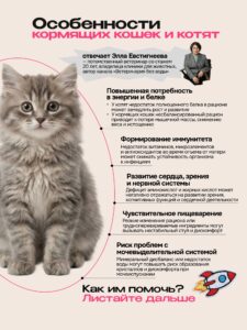 Аллергия на корм у кошек: как распознать и что делать?