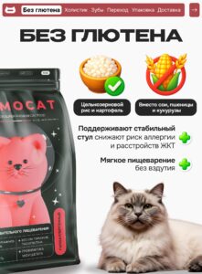 Вечно голодная кошка: 9 способов решить проблему